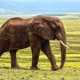 Раскрыта причина внезапной гибели слонов в Африке